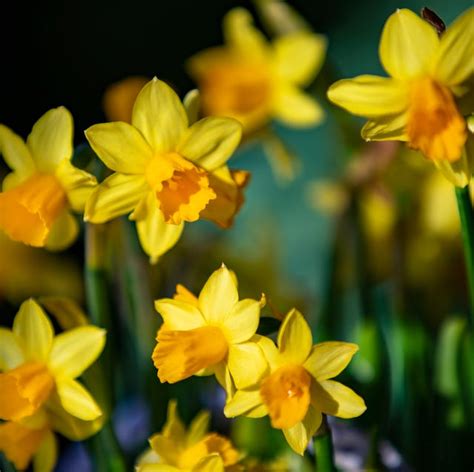 Daffodil Bulbs: RHS Unveil 12 Award-Winning Varieties For Gardens