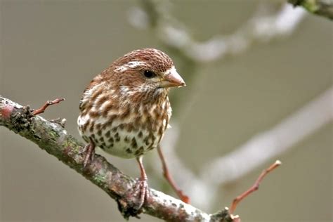 Purple Finch, female photo - David Ruppert photos at pbase.com