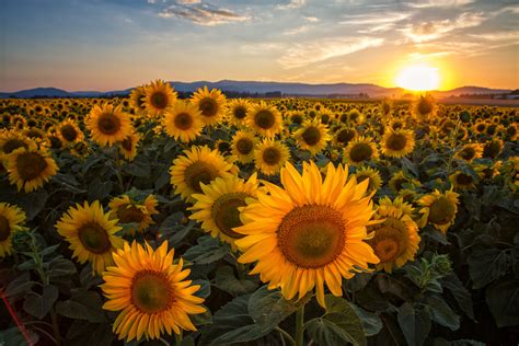 Sunflower Sunset ~ Photo by James Richman Photography.