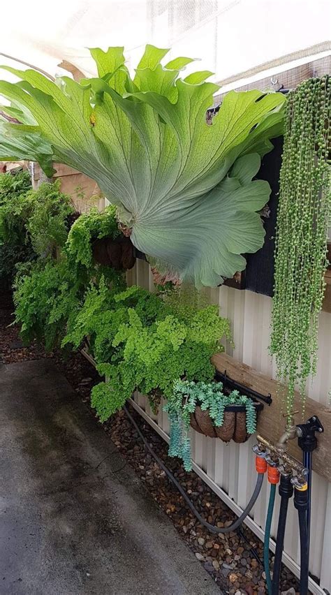 Feriga Corn de Cerb (Staghorn Feriga) | Plants, Cool plants, Garden design