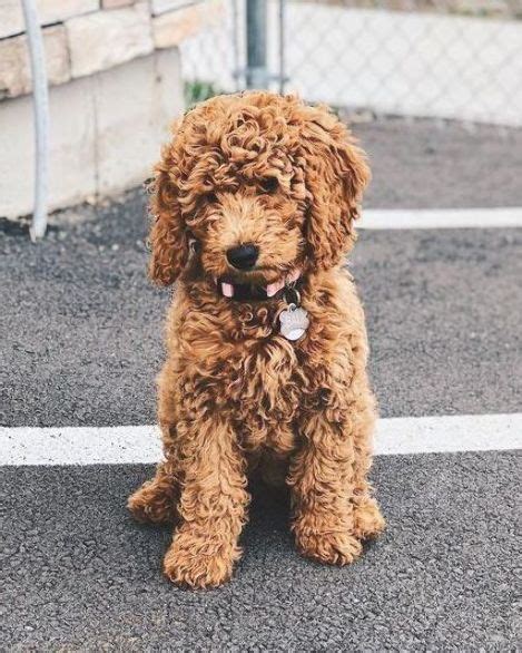 f1b miniature goldendoodle size - Chance Nix