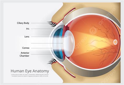 Human Eye Anatomy Vector Illustration Template Download on Pngtree