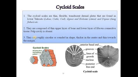 4 Study of types of scales in fishes Placoid scale, Cycloid scale ...