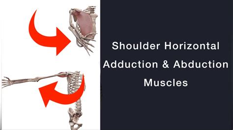 Shoulder Horizontal Adduction and Abduction Muscles | Quick Review ...