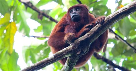 30 Amazon Rainforest Animals to Spot in the Wild | Peru For Less