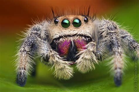 Female Jumping Spider - Phidippus regius - Florida | Flickr