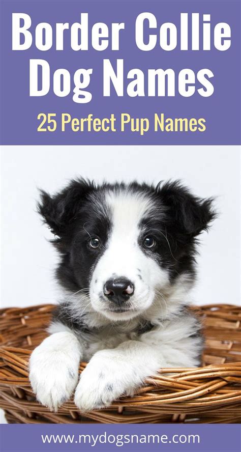 Top Border Collie Names – [785+ Ideas For Your Pup] | Dog names, Border ...