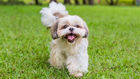 Understanding Shih Tzu Temperament – Forbes Advisor