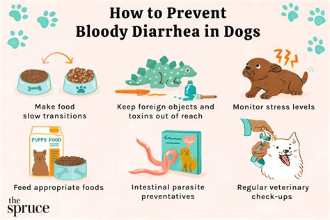 What Causes Blood In A Dogs Stool