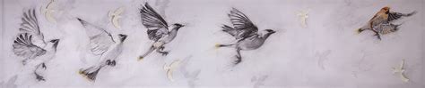 cedar-waxwing_migration-maps | Buff Elting