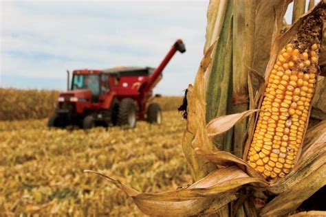 Field Corn Vs Sweet Corn: What's The Difference?