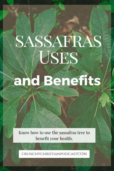 green leaves with the words sassafraas uses and benefits on it, in front of