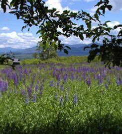 Sugar Hill Lupine Festival | Lake Winnipesaukee, NH