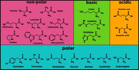 Amino Acid Structure Chart