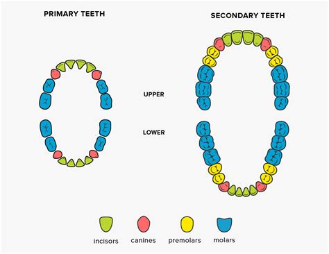 Teeth Names: Shape and Function of Four Types of Teeth