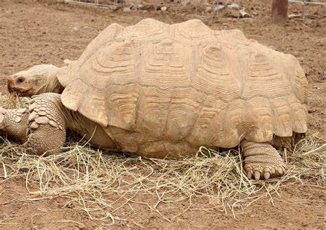 sulcata tortoise care in winter - Pasty Woo