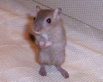 Species of Gerbil: The Animal Files