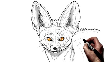 Bat Eared Fox Drawing