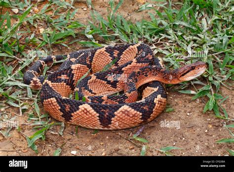 Largest venomous snake in the west; a three-meter long Bushmaster Stock ...