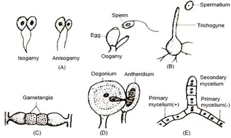 Fungi Structure And Reproduction