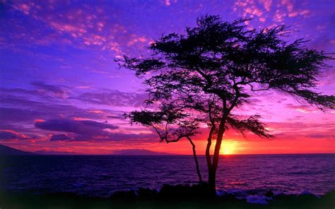 🔥 [90+] Purple Sunset Wallpapers | WallpaperSafari