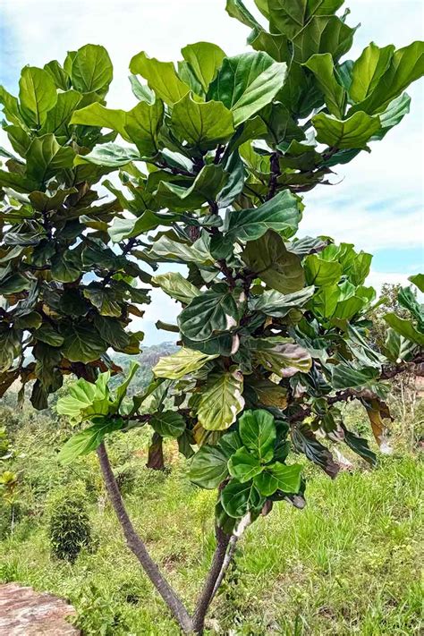 Sounds Of Nature: How to Grow and Care for Fiddle-Leaf Fig | Sounds Of ...