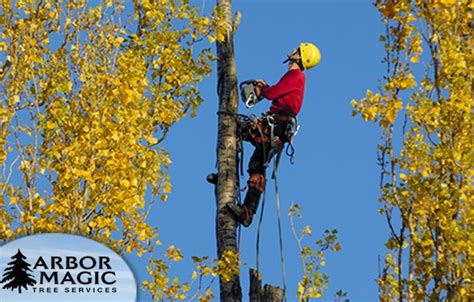 Certified Arborist l Tree Trimming, Cutting, Pruning & Removal ...