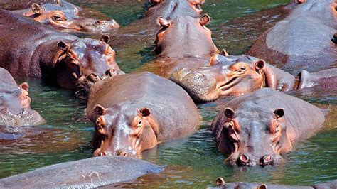 Colombia Proposes Shipping Invasive Hippos To India, Mexico