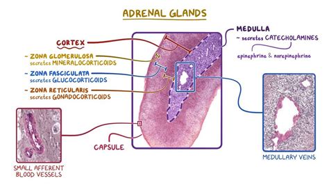 Adrenal gland histology: Video, Anatomy & Definition | Osmosis