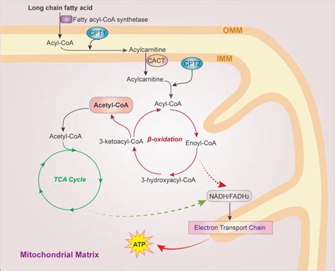 The FAO pathway. FAs are activated to fatty acyl-CoA by fatty acyl-CoA ...