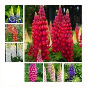 200pcs Lupine Seeds - BuyingSeed.com - Free Shipping - Up to 70% OFF