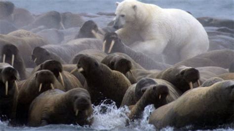 Polar Bear Vs. Walrus