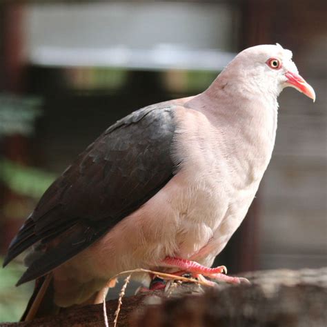 Mauritius Pink Pigeon