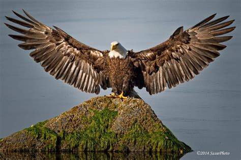 Poderosa! | Bald eagle, Eagles, Pet birds