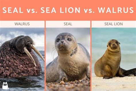 Seal vs. Sea Lion vs. Walrus - Differences & Characteristics With Photos