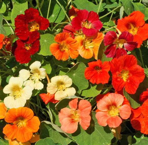 Tom Thumb Mix, Nasturtium Seeds | Urban Farmer