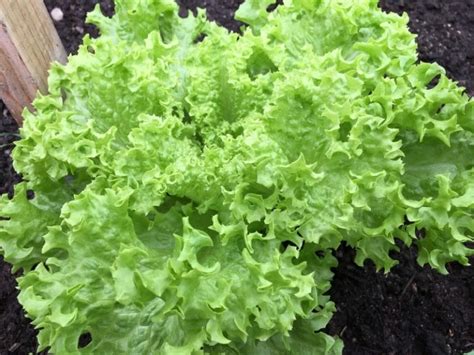 Growing Endive, Planting, Care, Harvesting - A Full Guide | Gardening Tips