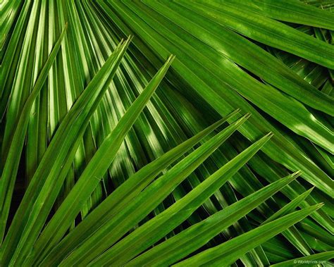 Palm Sunday Backgrounds