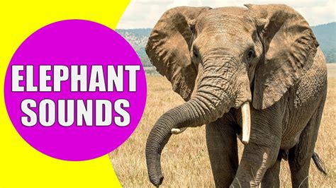 ELEPHANT SOUNDS FOR KIDS - Learn Trumpeting, Rumbling, and Roaring ...