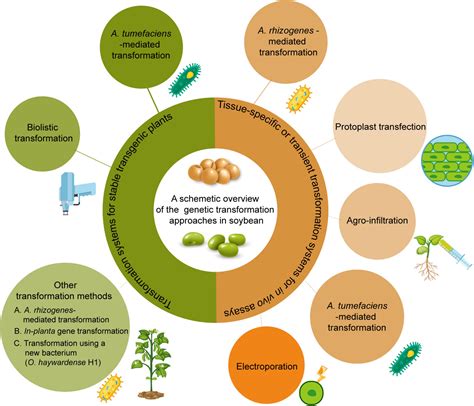 Frontiers | Progress in Soybean Genetic Transformation Over the Last Decade