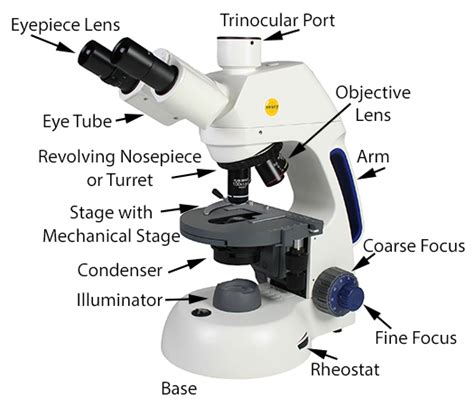 Compound Light Microscope Low Power Objective Magnification | Shelly ...