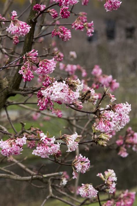 Viburnum X Bodnantense `Dawn` Stock Photo - Image of flowering ...