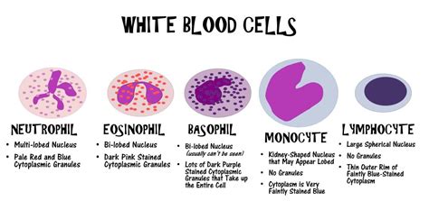 human biology - Lobed Nuclei still count as One nucleus? - Biology ...