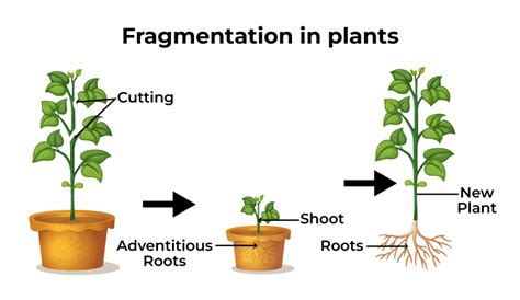 What is Fragmentation? in Biology