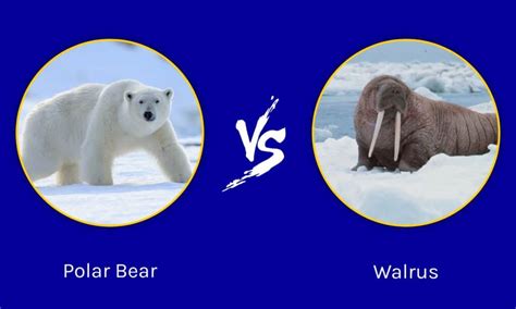 Polar Bear Vs. Walrus