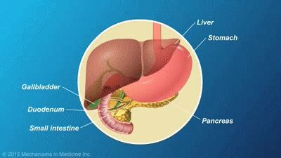 The Role and Anatomy of the Pancreas on Make a GIF