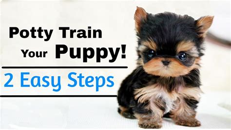 Are Yorkshire Terriers Hard To Potty Train