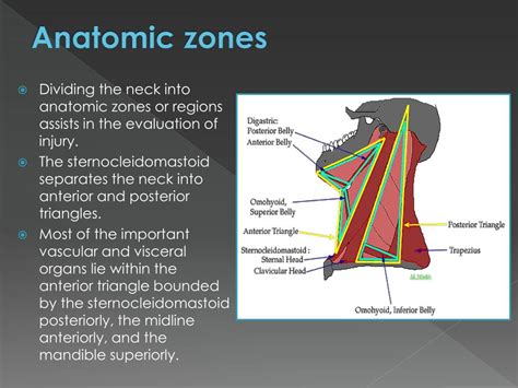 PPT - Neck Trauma PowerPoint Presentation, free download - ID:4606897