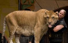 16 Liger Hercules & Moksha Bybee ideas | liger, hercules, big cats