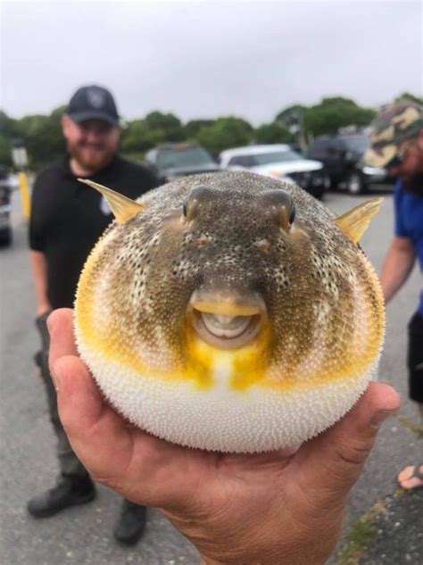 Puff-ing in to say hi: Cute fish makes appearance at Onset Pier | Wareham